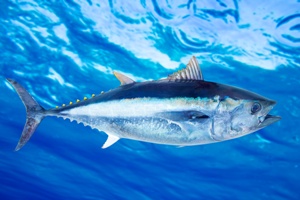 Sustainable Seafood: Alternatives to Bluefin Tuna Image